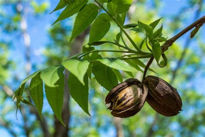 How To Grow A Pecan Tree From A Nut: The Ultimate Guide